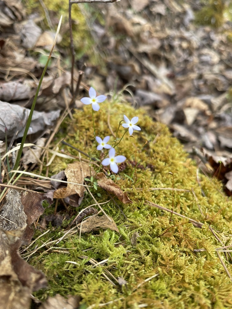 Wider view of Azure Bluet flowers in mossy habitat