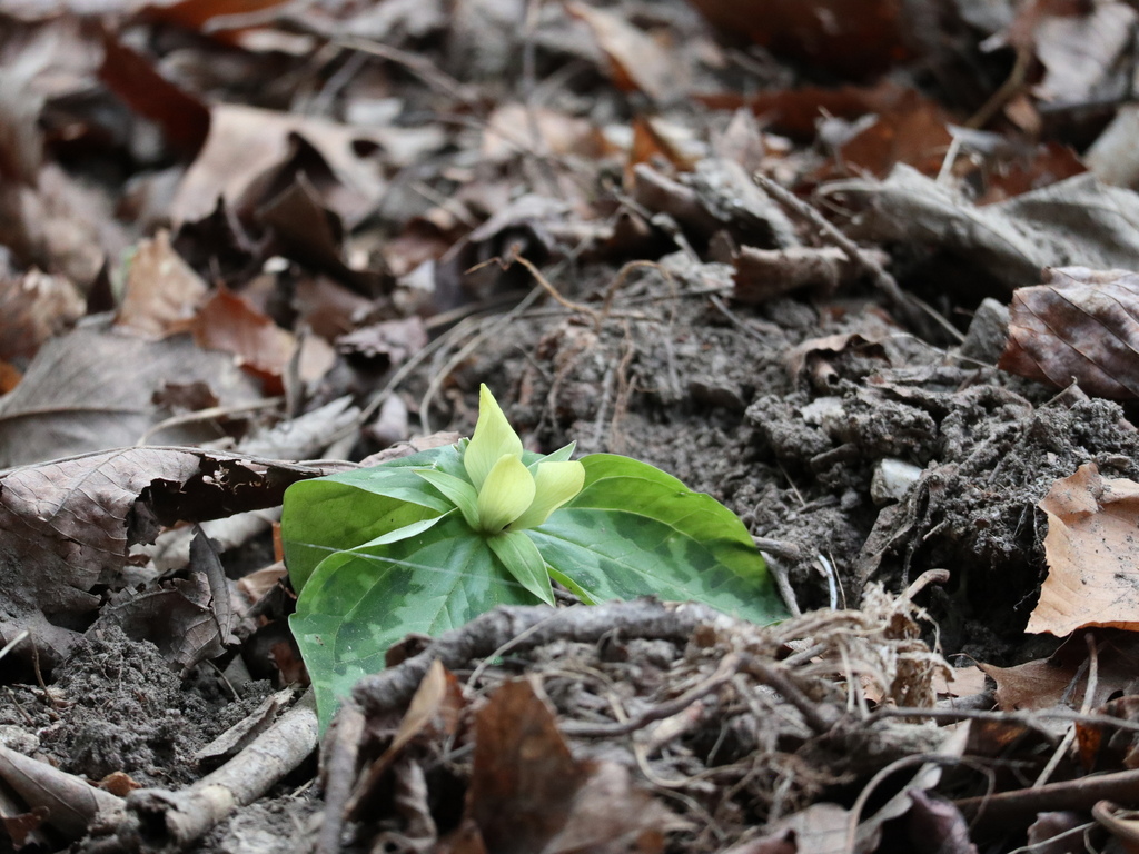 Mottled Wakerobin with a yellow open flower and patterned leaves on the forest floor