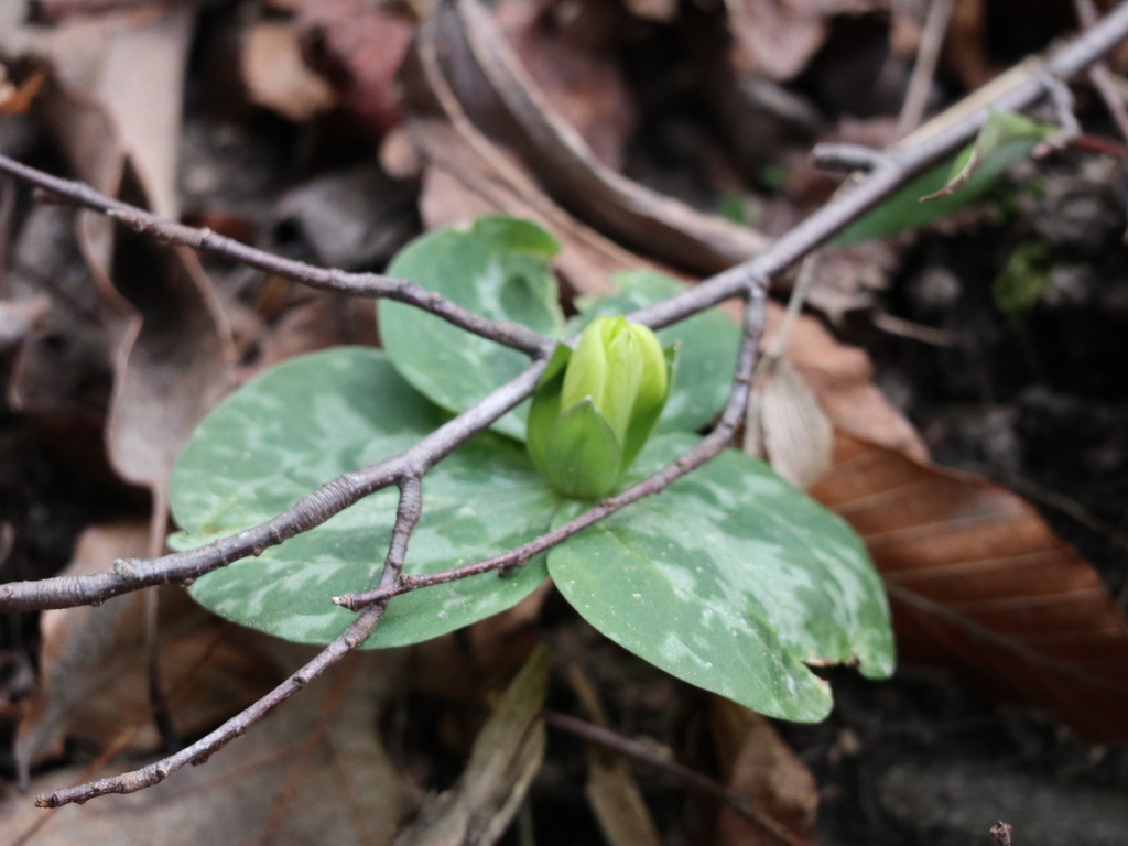 Close view of a closed Mottled Wakerobin flower and patterned leaves
