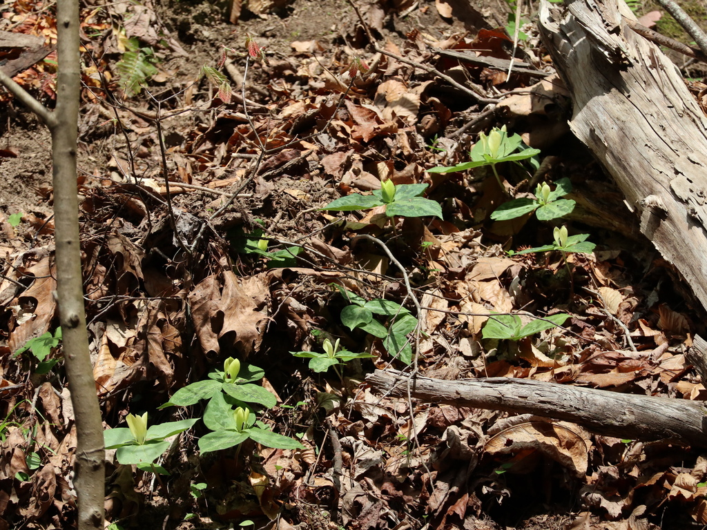 Wider group of Mottled Wakerobin plants across the forest floor