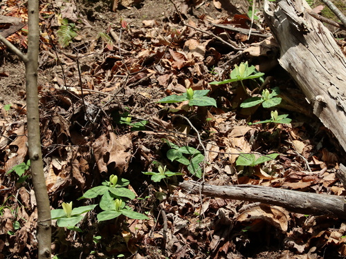 Trillium discolor, photograph 3