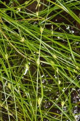 Carex remota