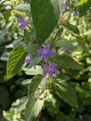 Ruellia drummondiana, photograph (c) mattmsa, some rights reserved (CC BY)