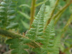 Dryopteris affinis