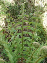 Dryopteris affinis