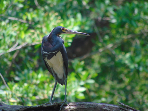 Tricolored Heron (Egretta tricolor)
