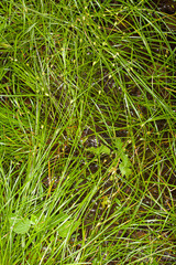 Carex remota
