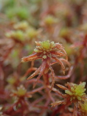 Sphagnum magellanicum