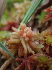 Sphagnum magellanicum