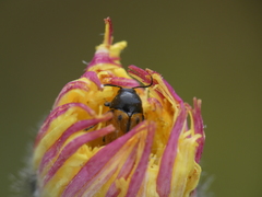 Cryptocephalus rugicollis