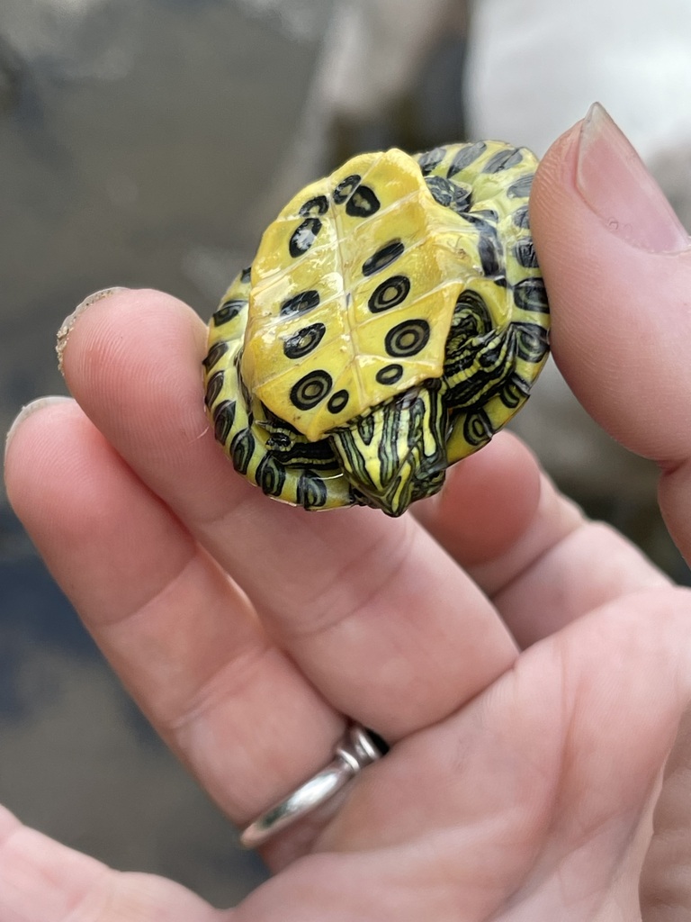 Angled underside view of the Red-Eared Slider