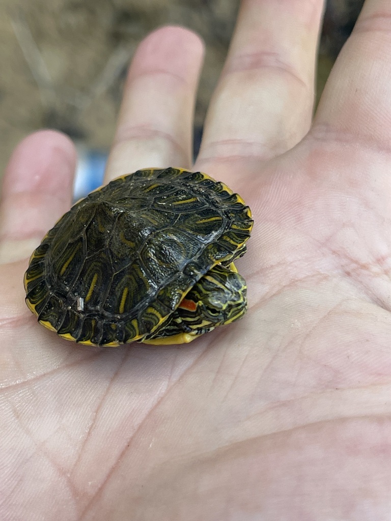 Red-Eared Slider viewed from above with its red head stripe visible