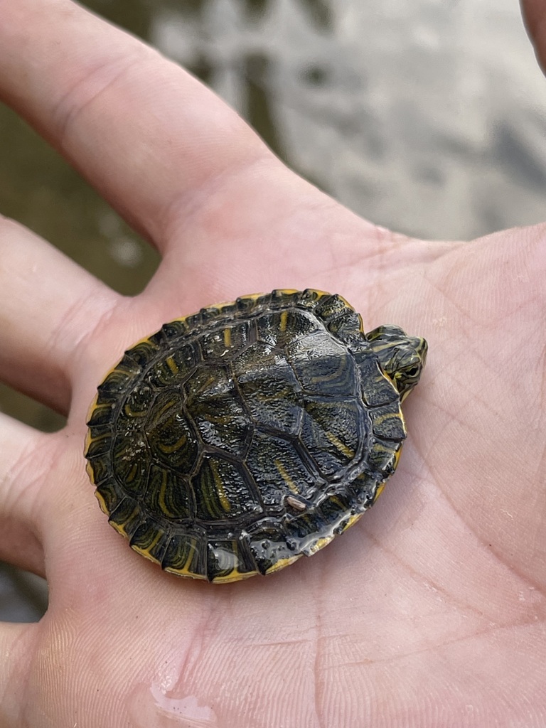 Upper shell pattern of the Red-Eared Slider