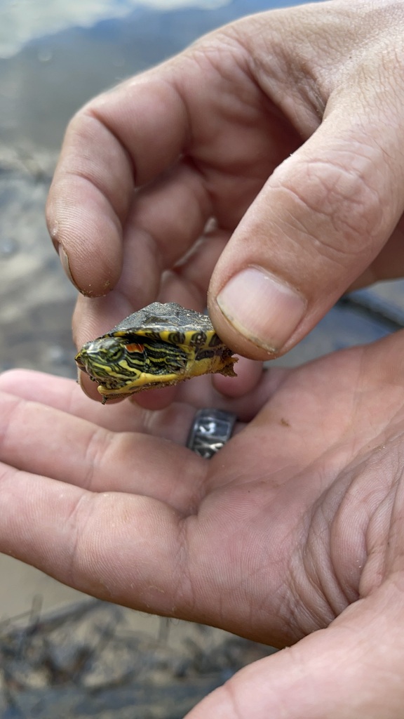 Side view showing the Red-Eared Slider head, red stripe, shell, and scale