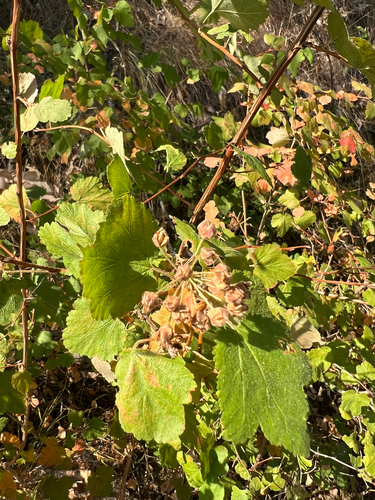Physocarpus malvaceus, photograph 4