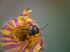 Cryptocephalus rugicollis