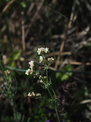 Galium glaucum