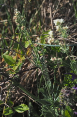 Galium glaucum