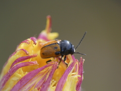 Cryptocephalus rugicollis