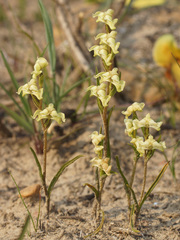 Disperis circumflexa circumflexa