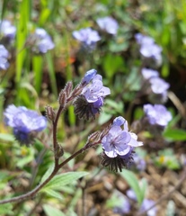 Phacelia breweri