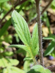 Phacelia breweri
