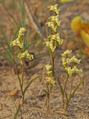 Disperis circumflexa circumflexa