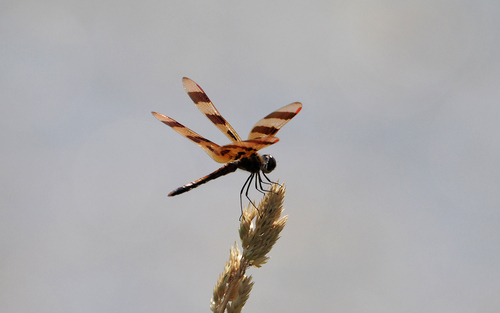 Halloween Pennant