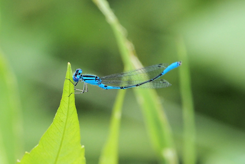 Azure Bluet