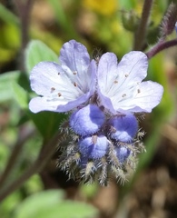 Phacelia breweri