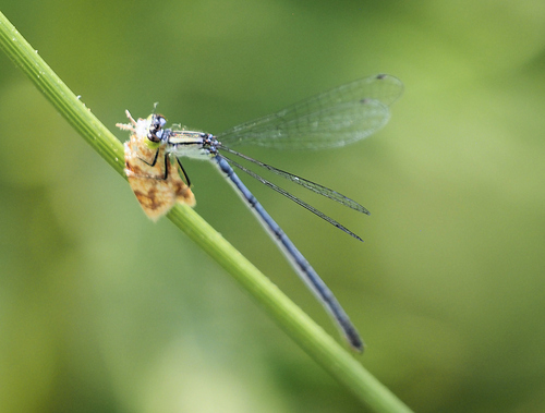 Eastern Forktail