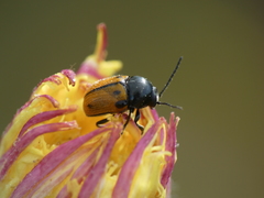 Cryptocephalus rugicollis