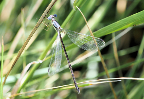Slender Spreadwing