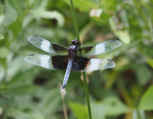 Widow Skimmer