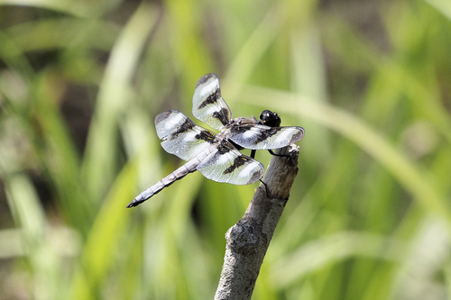 Twelve-spotted Skimmer