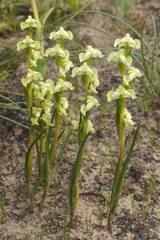 Disperis circumflexa circumflexa
