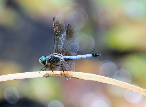 Blue Dasher
