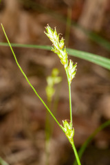 Carex remota