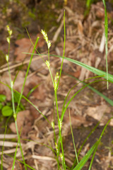 Carex remota