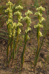 Disperis circumflexa circumflexa