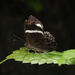 白帶褐蜆蝶 - Photo 由 Shiwan Lu 所上傳的 (c) Shiwan Lu，保留部份權利CC BY-NC-SA
