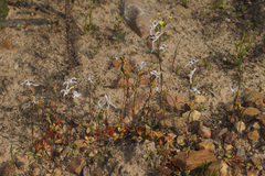 Disa biflora
