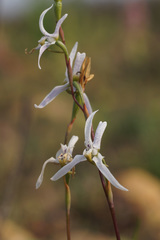 Disa biflora