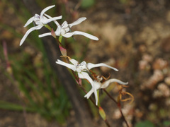 Disa biflora