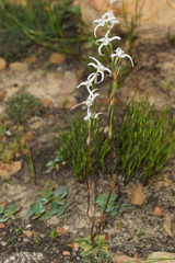Disa biflora