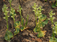 Pterygodium volucris