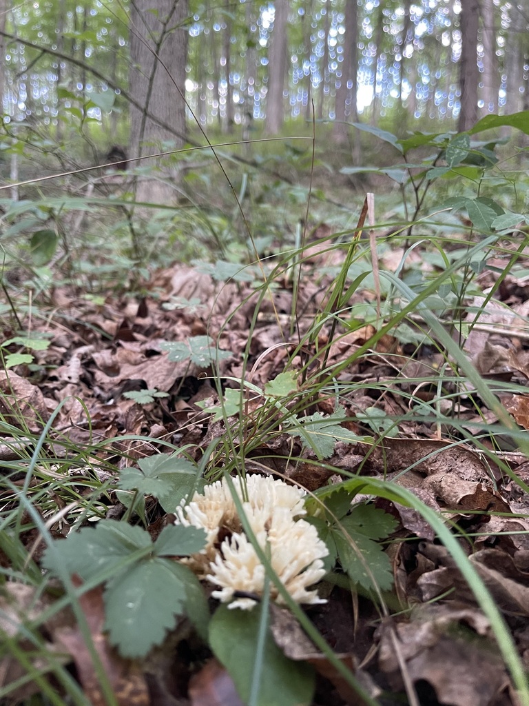 Low view of Jellied False Coral Fungus against the forest floor