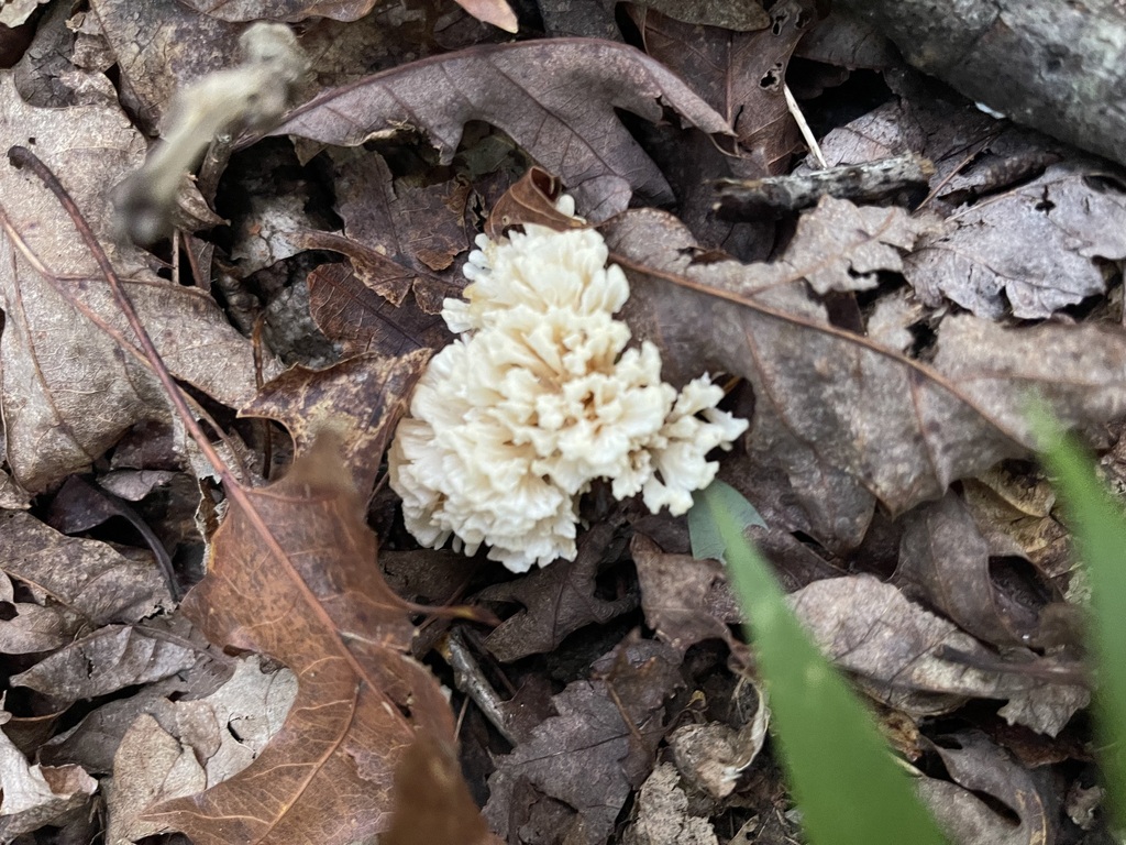 Cream Jellied False Coral Fungus branching across the hardwood forest floor