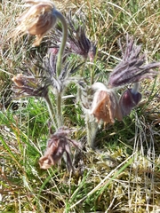 Pulsatilla vulgaris