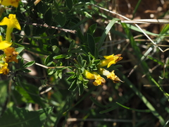 Chamaecytisus ratisbonensis
